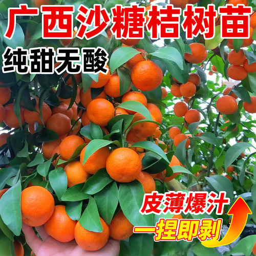 正宗广西沙糖桔子树苗带果砂糖