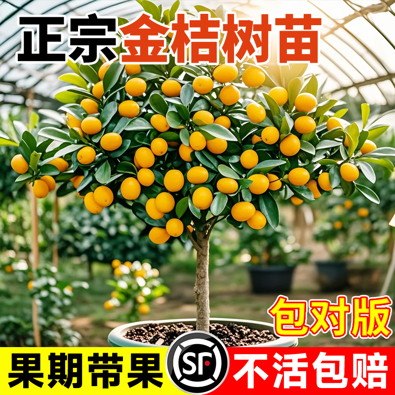 融安脆蜜金桔树苗四季广西