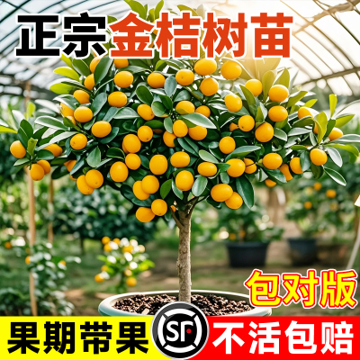 融安脆蜜金桔树苗四季广西