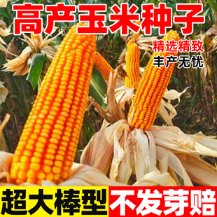 郑单958玉米种子四季种早熟高产杂交种籽耐旱抗病大田苞米种籽孑