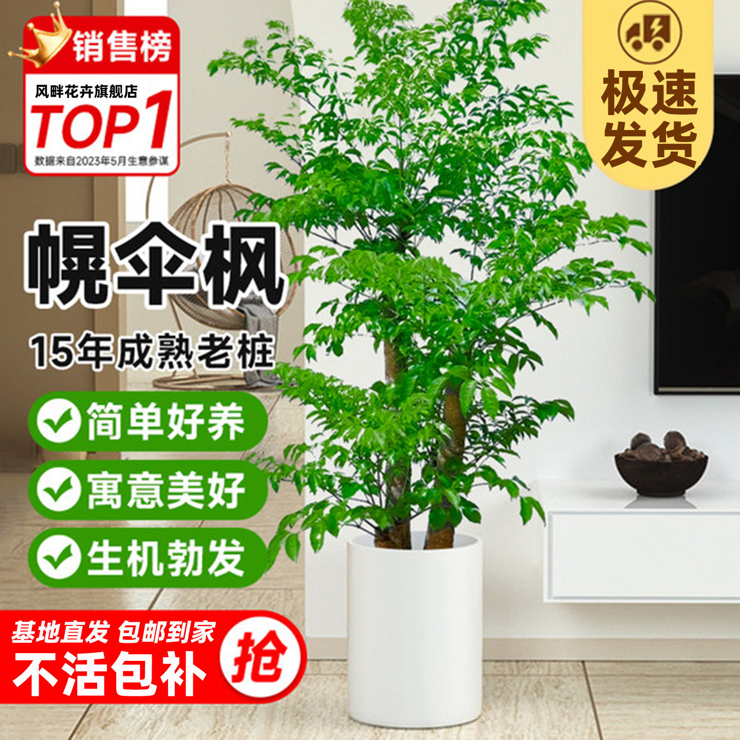 幌伞枫老桩原生幸福树大型客厅绿