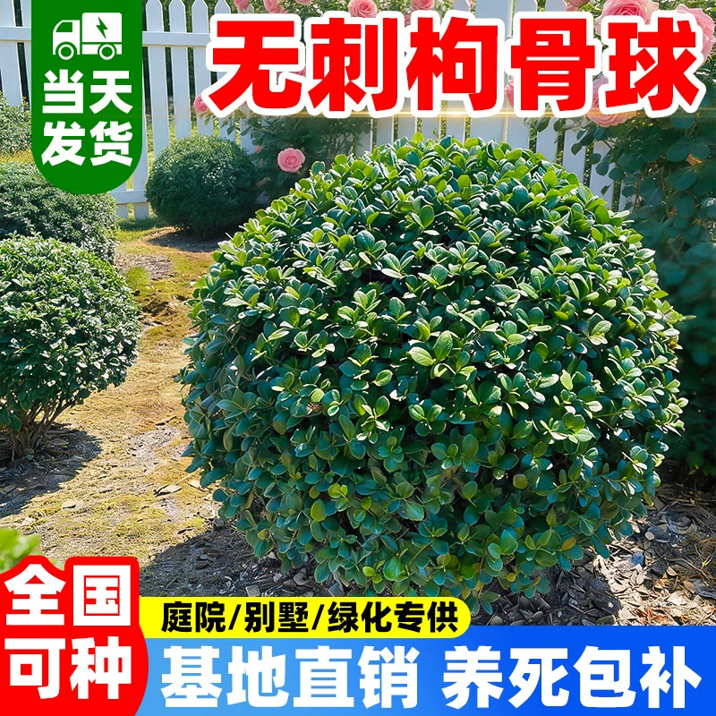 无刺枸骨球树苗四季常青造型老桩耐寒旱地栽庭院园林工程绿化植物