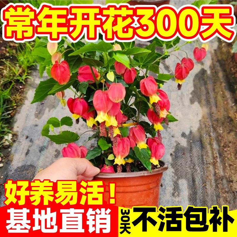 灯笼花盆栽四季苗爬藤植物阳台室内外倒挂金钟花卉树苗风铃花开花