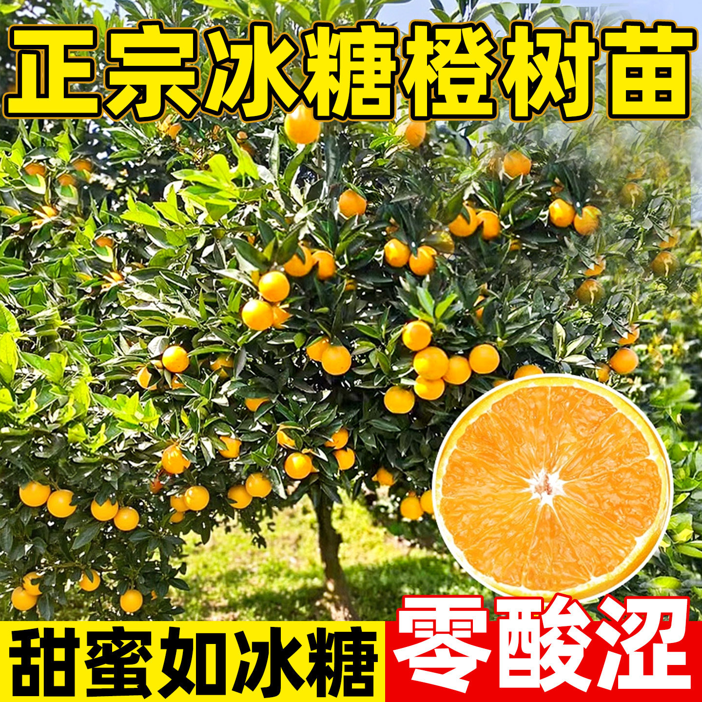 冰糖橙果苗浓甜无籽血橙子树苗盆栽地栽南方北方庭院种植果树果苗