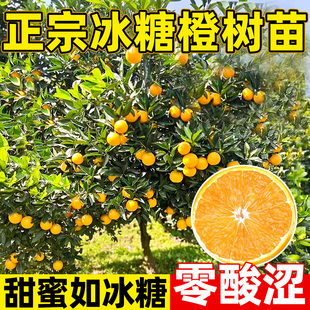 冰糖橙果苗浓甜无籽血橙子树苗盆栽地栽南方北方庭院种植果树果苗