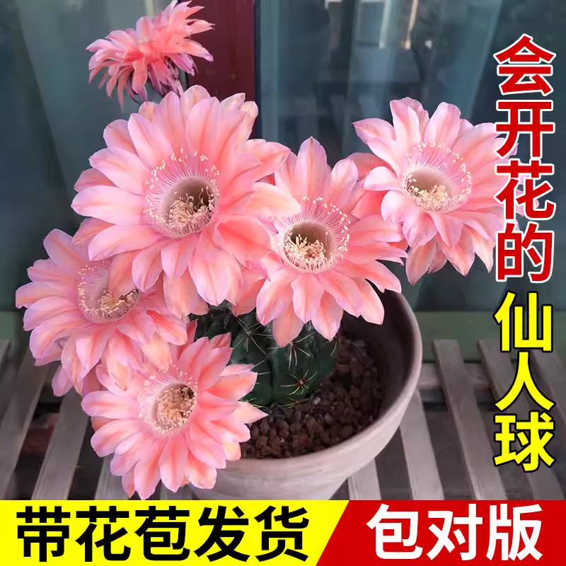 开花仙人球仙人掌科带花苞绯花玉图片