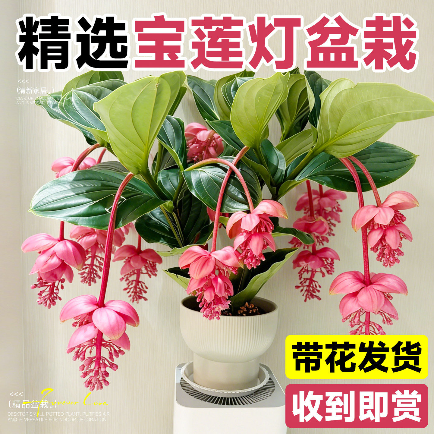 宝莲灯花苗盆栽带花大苗高级年宵花卉绿植多年生好养珍珠宝莲灯花