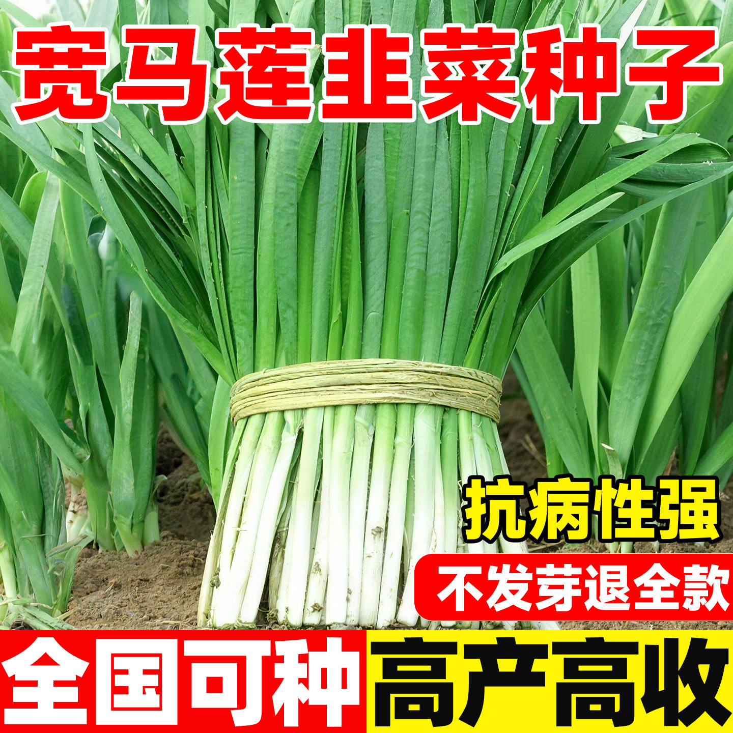 宽叶马莲韭菜种子农家老品种白根常年生春秋四季庭院盆栽蔬菜种籽