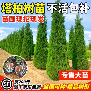 塔柏树苗绿化苗松树苗柏树苗侧柏树苗龙柏树苗松柏扁柏苗柏树树苗