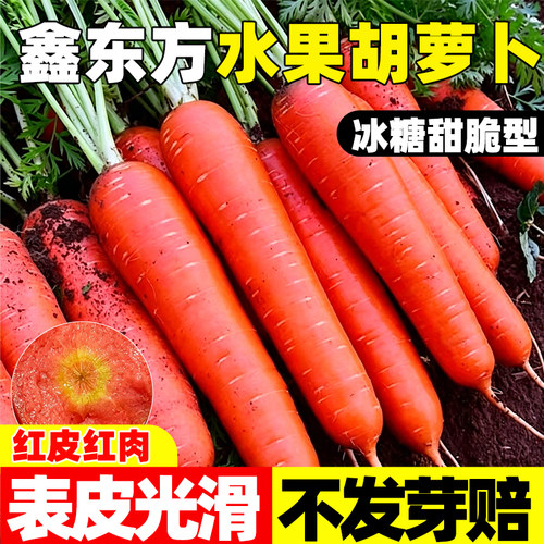 水果胡萝卜种子四季波玫瑰红红萝