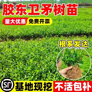 胶东卫矛树苗耐旱绿篱围墙绿化工程苗木四季常青冬青卫矛庭院种植