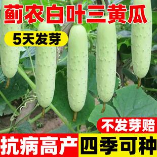 蓟农白叶三黄瓜种子水果黄瓜满地爬挂满架黄瓜种大全春夏秋播高产
