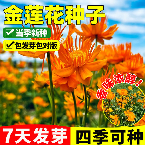 金莲花种子四季播旱荷花爬藤植物