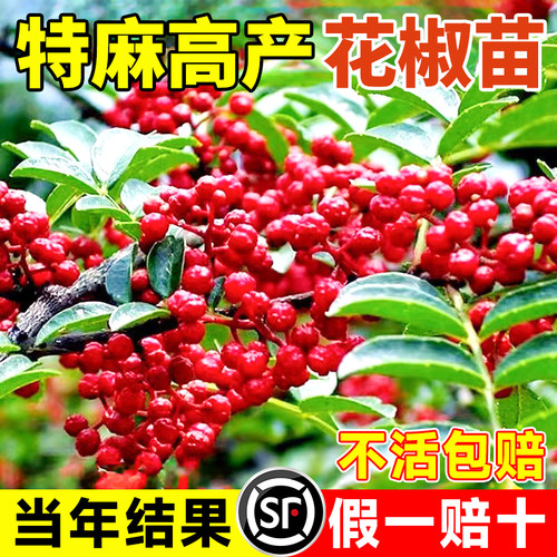 四川九叶青花椒苗树大盆栽