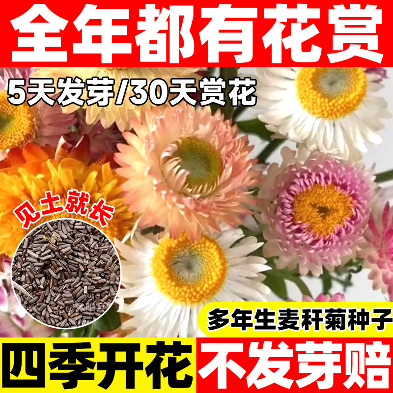 混色麦秆菊种子景观绿化盆栽花卉腊菊干花菊花籽阳台园艺切花观花
