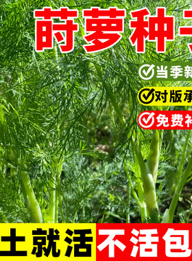 莳萝种子土茴香种籽食用香草调料