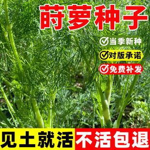 莳萝种子土茴香种籽可食用香草调料观赏西餐香料刁草芳香庭院盆栽