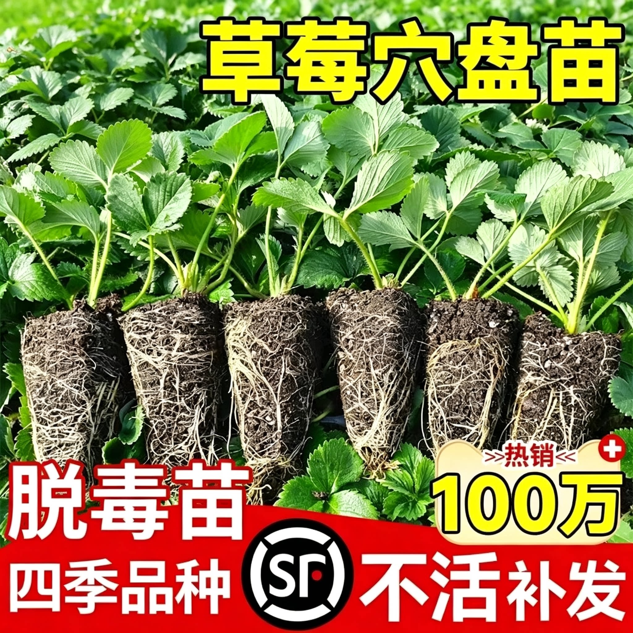 草莓苗秧四季结果盆栽种子穴盘苗图片