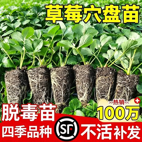 草莓苗秧四季结果盆栽种子穴盘苗