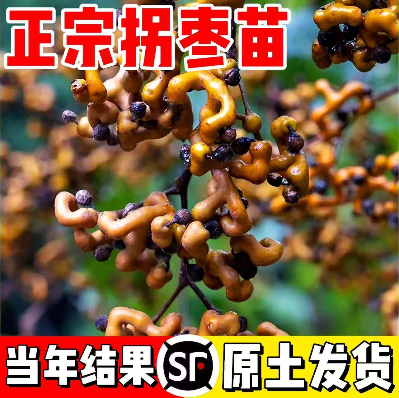 拐枣苗树盆栽拐枣树活苗嫁接特大号万寿果树苗南北方种植当年结果