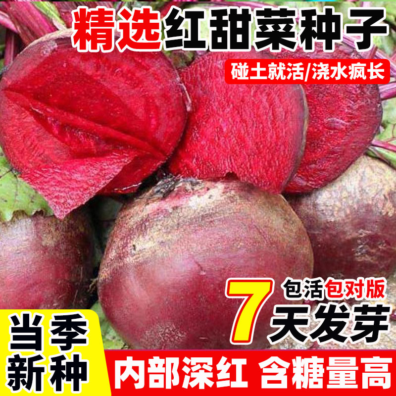 红甜菜根种子荷兰士兵菜籽进口紫