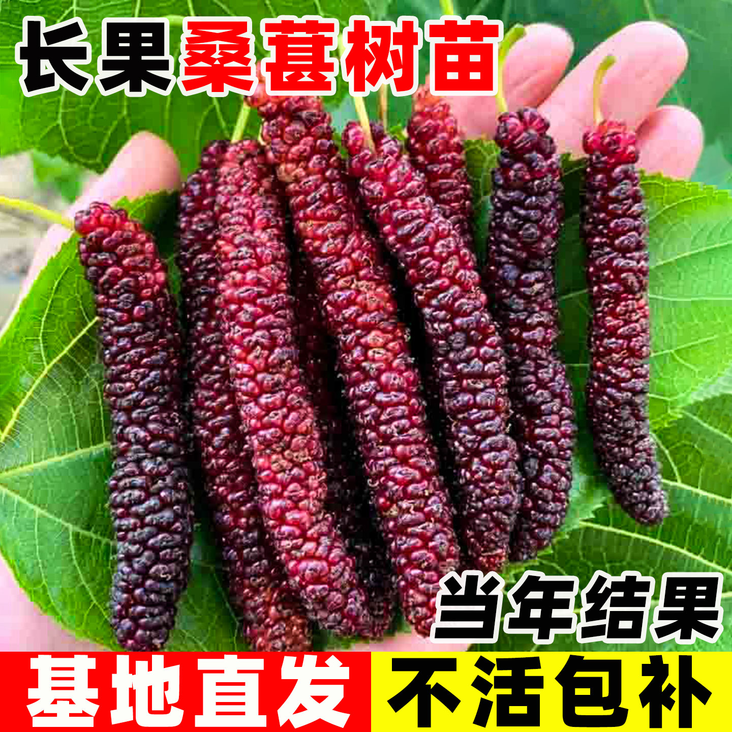 食用桑树苗大叶超长黑桑水果白桑椹桑葚树苗南方北方种植四季盆栽