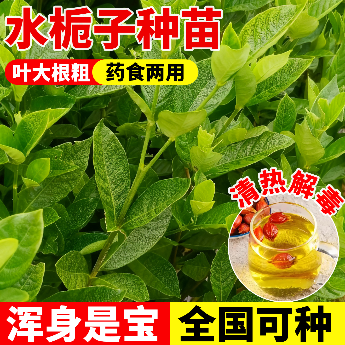 水栀子苗中药材黄栀子正宗黄桅子