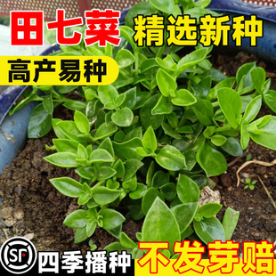 养生田七菜种子四季种植易成活养心菜救心菜秧苗高钙蔬菜野菜种孑