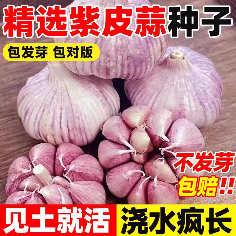 紫皮大蒜种子四季种植红根蒜苗种子大蒜苔盆栽蔬菜农家宽叶蒜种籽