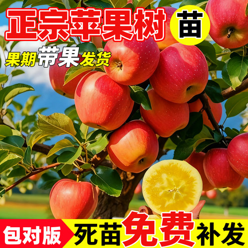 适合南方种的苹果树果冰糖心苹果