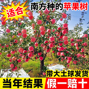 适合南方种的苹果树果苗冰糖心苹果嫁接苗红富士南北地栽庭院种植