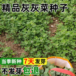 养生菜种孑老品种野菜种孑灰灰菜种子四季播蔬菜种籽阳台盆栽庭院