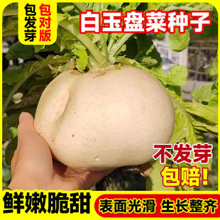 白玉盘菜种籽子农家高产阳台家庭小院蔬菜种子盆栽种植玉盘菜头籽