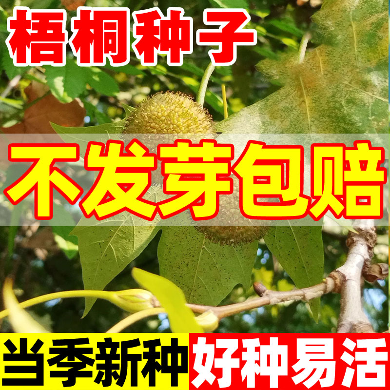 梧桐树种子园林绿化风景大树