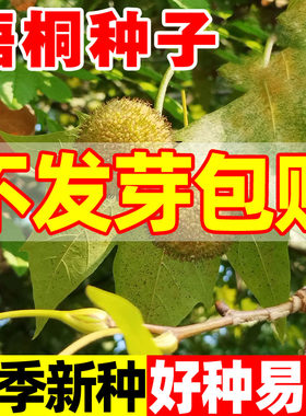 梧桐树种子园林绿化风景大树