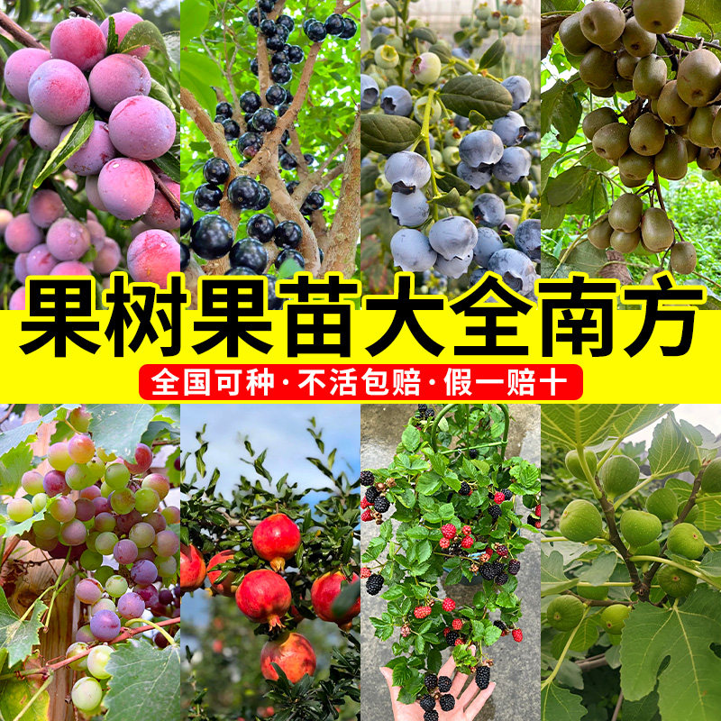 果树果苗大全南方各种水果石榴种图片