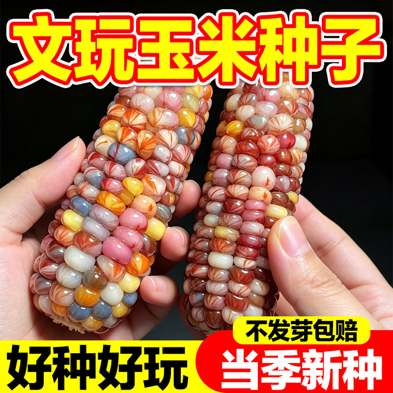 文玩玉米种子七彩玻璃宝石玉米种图片