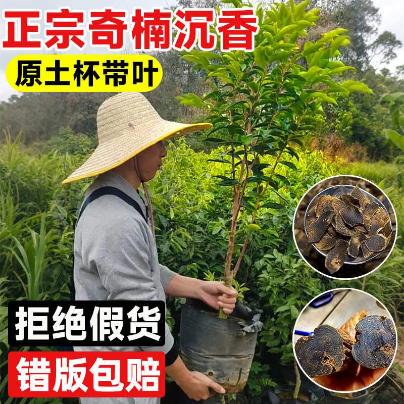 奇楠海南沉香树苗盆栽棋楠树苗金丝楠木地栽室外庭院十大名贵树苗