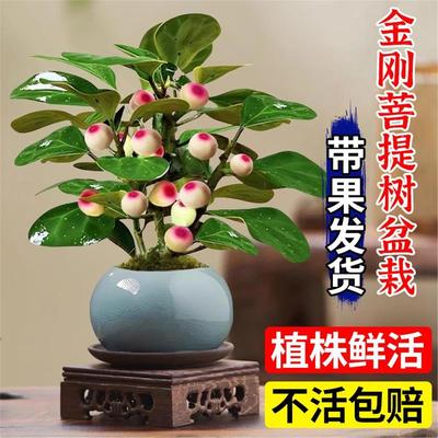 金刚菩提树盆栽带果耐阴盆景中式