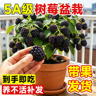 树莓果苗带果黑莓盆栽福瑞达当年结果南北方种植室内外阳台果树苗