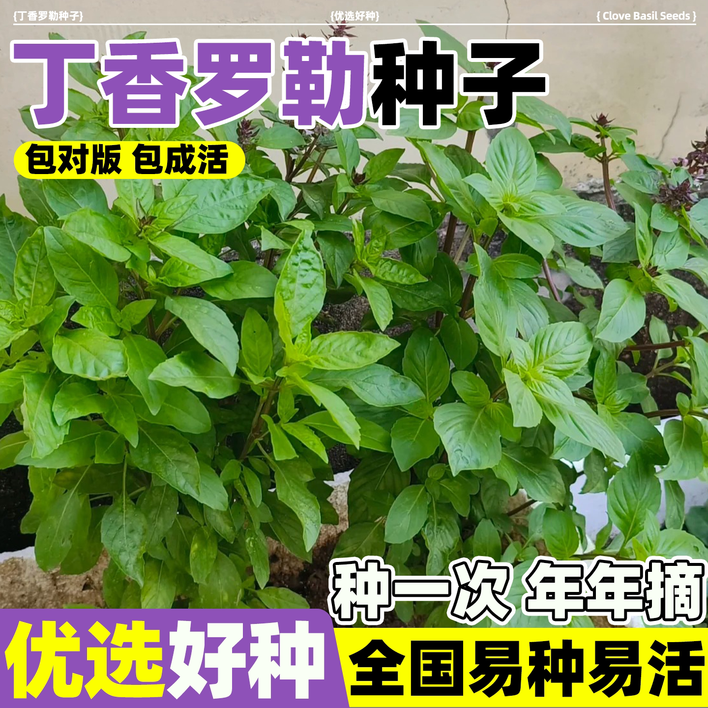 浓香型丁香罗勒净化调味叶片芬芳阳台盆栽四季可食用香草种子种苗