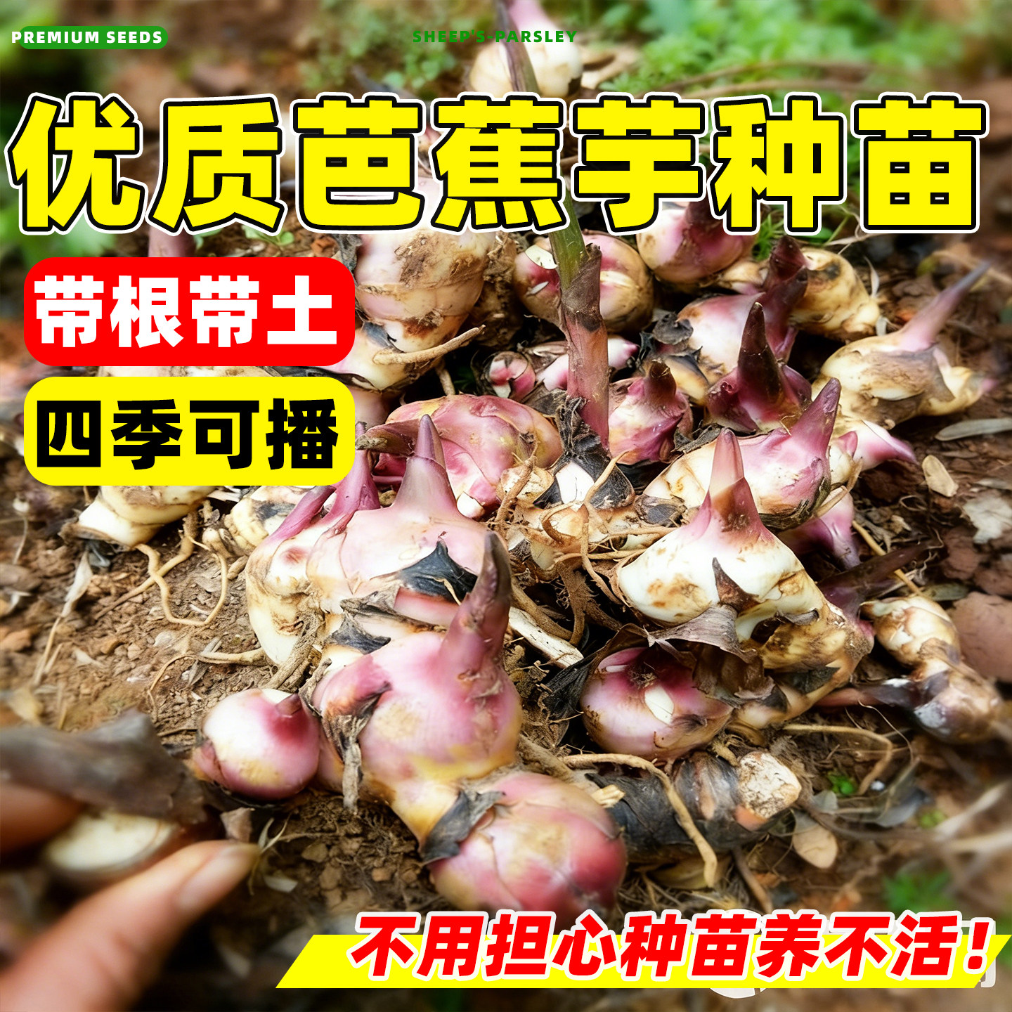 芭蕉芋芭蕉芋种苗旱藕天然粗粮焦木芋白金芋打姜藕粉现挖现发大苗