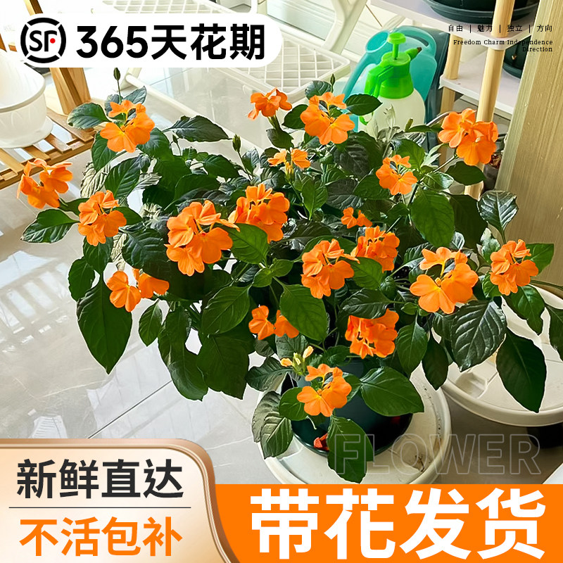 鸟尾花盆栽带花苞耐热阳台庭院花卉易活四季植物开花室内好养绿植