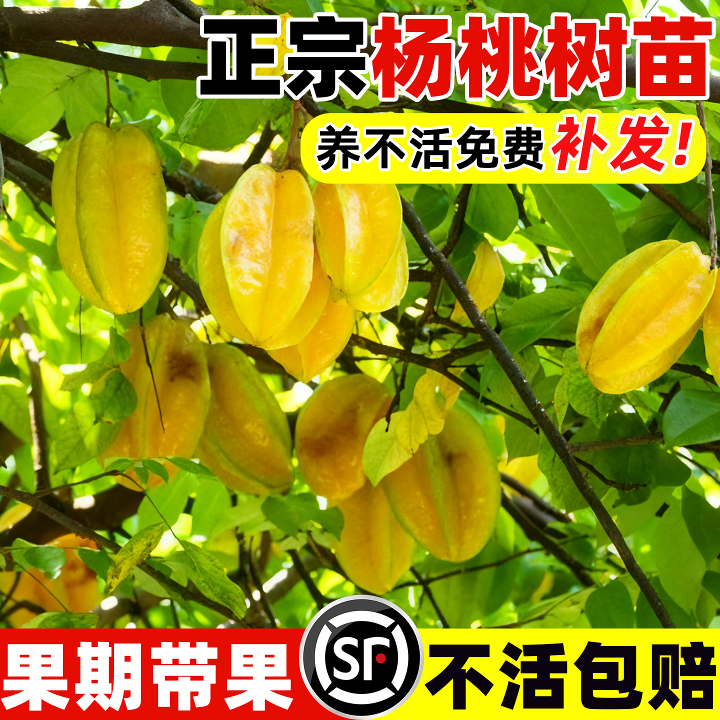 四季甜杨桃树果苗南方北方种植图片