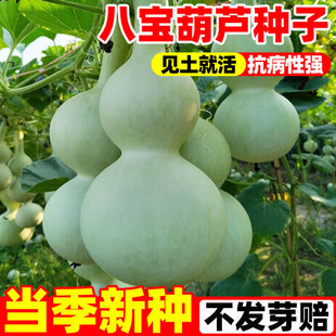 盆栽阳台蔬菜种孑长柄大葫芦种 八宝葫芦种子文玩葫芦籽种春秋四季