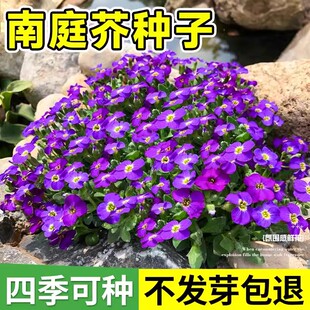 南庭芥花种籽四季开花易成活凤仙花太阳花种子孑阳台庭院盆栽花苗
