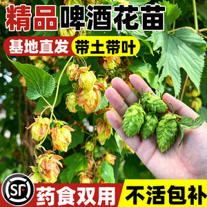 啤酒花大苗诺德堡金叶奥丽斯