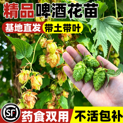 啤酒花大苗诺德堡金叶奥丽斯
