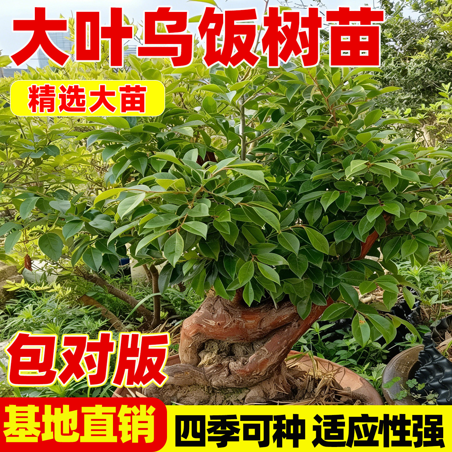 大叶乌饭树苗老桩楼顶盆栽景深山现挖可食用南烛树中草药小苗