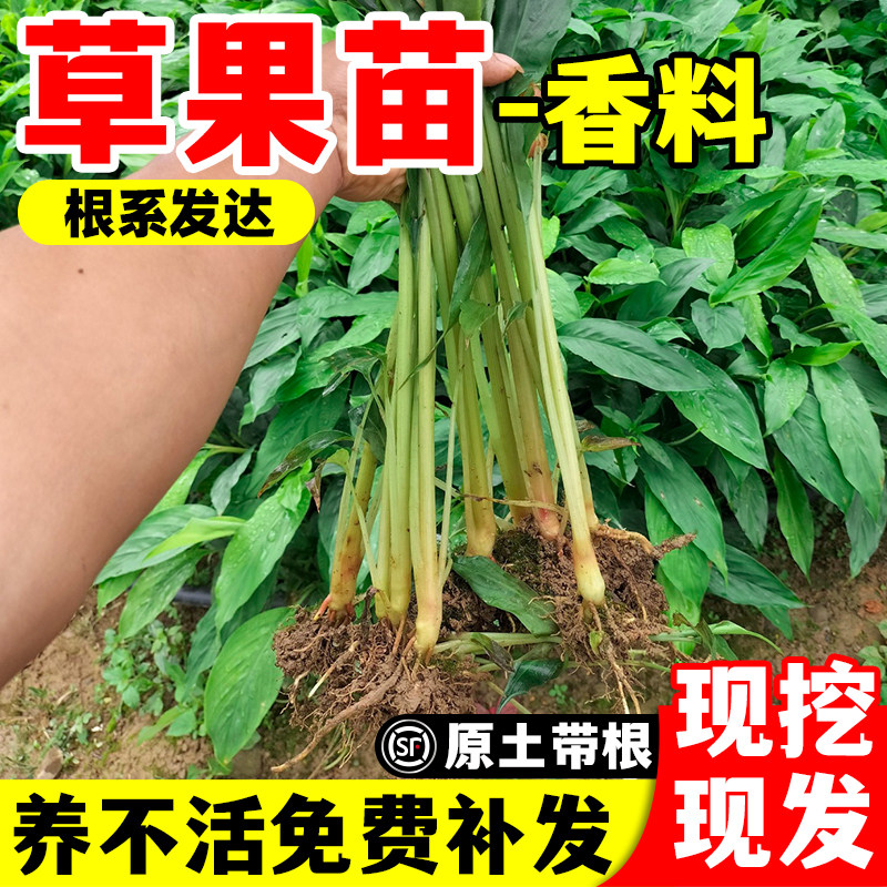 草果苗香料云南新品种盆栽叶苗贵州大红草果苗可地栽种植现挖现发